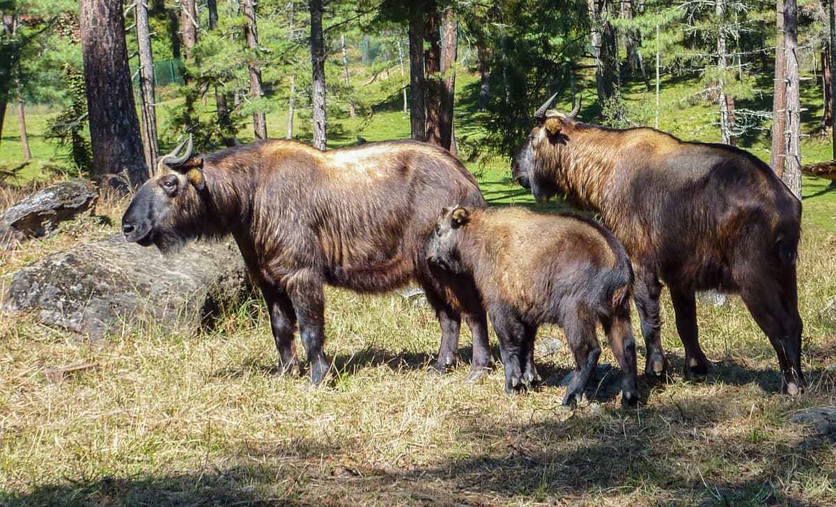 Bhutan takin image