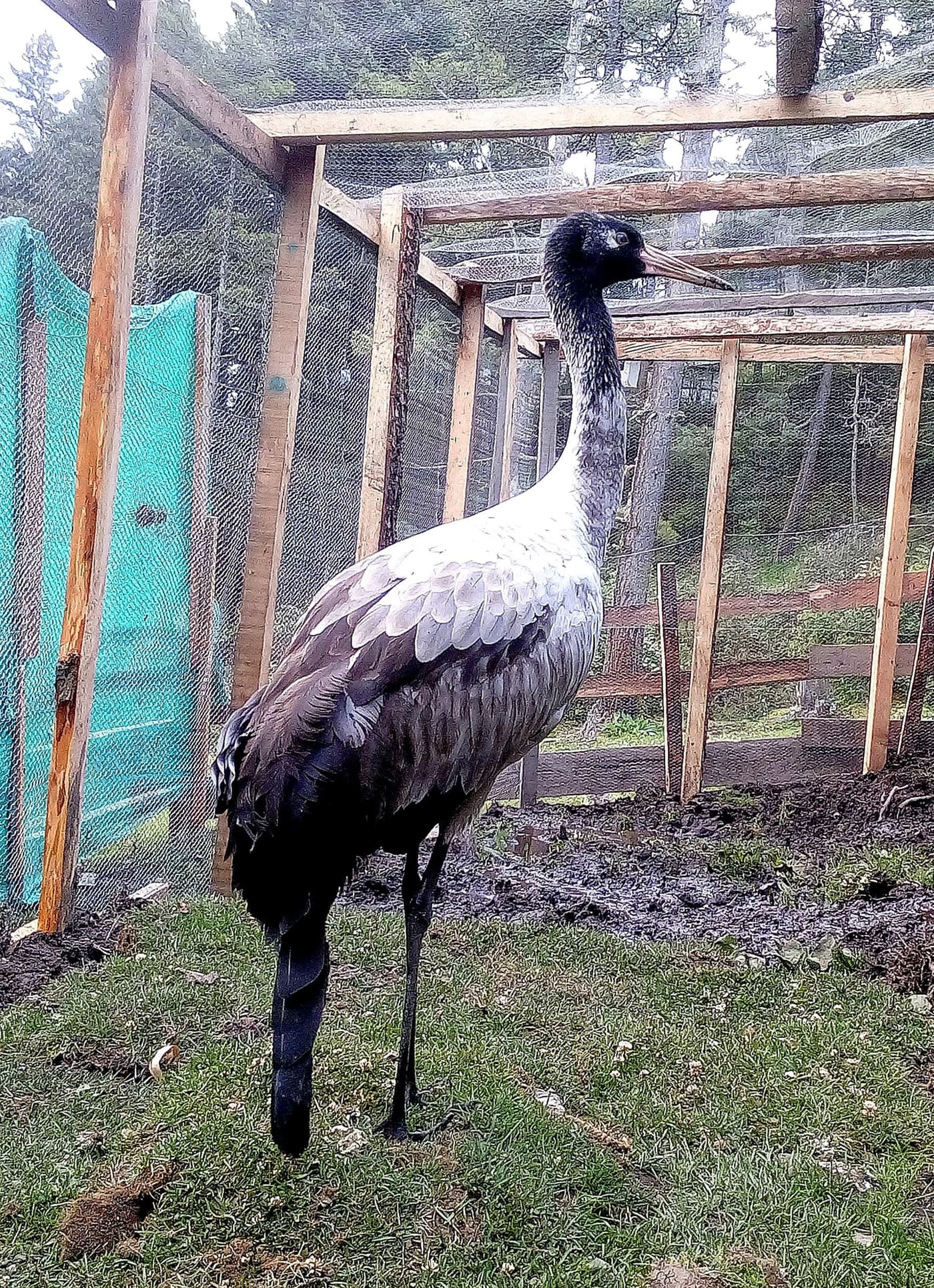 Black-necked crane in Phobjikha Valley
